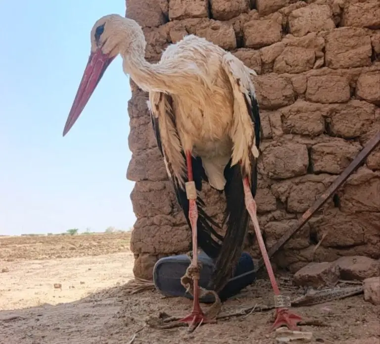 طائر مهاجر من أوروبا يستغيث بأهل بربر لإنقاذه