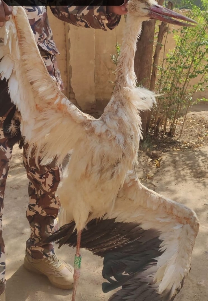 الحياة البرية  تعلن نفوق الطائر المهاجر من القارة الاوربية عقب سقوطه  (بحله يونس) ريفي بربر