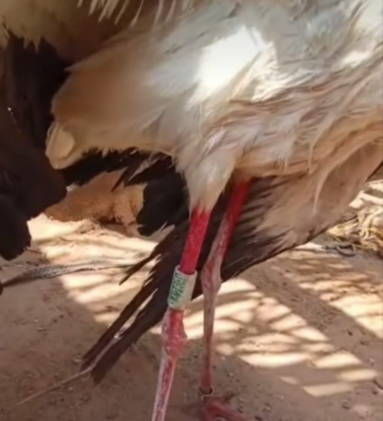 طائر مهاجر من أوروبا يستغيث بأهل بربر لإنقاذه - صورة الفقرة 1